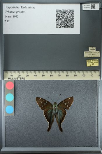Media type: image;   Entomology 187045